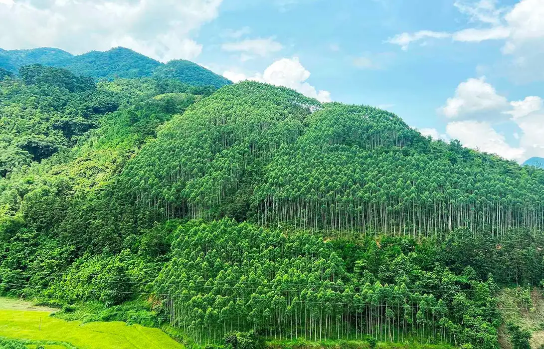 Đất rừng
