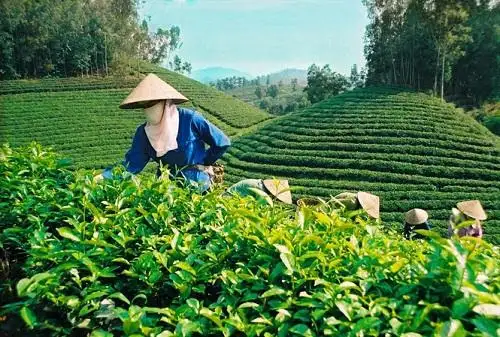 Nông nghiệp